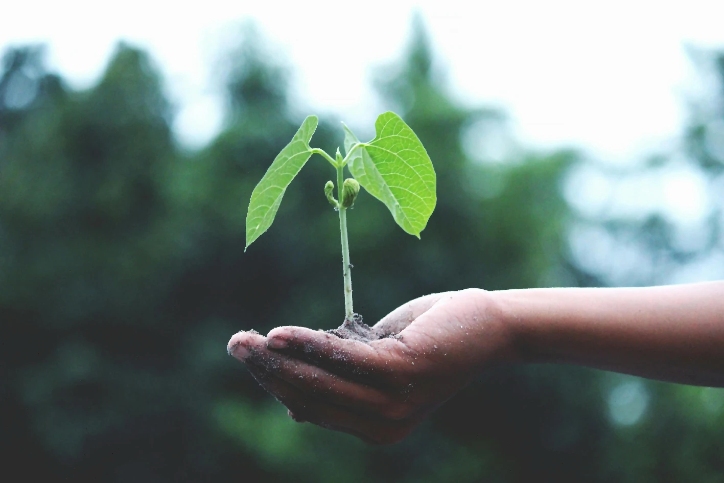 Planta creciendo en la mano de un niño